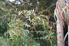 vignette Eucalyptus macarthurii Ile d'Aix17 20060518