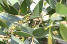 vignette Eucalyptus brookeriana Ile d'Aix17 20060518