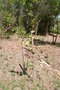 vignette Eucalyptus neglecta Ile d'Aix17 1 20060518