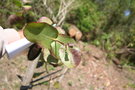 vignette Eucalyptus neglecta Ile d'Aix17 1 20060518