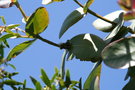 vignette Eucalyptus neglecta Ile d'Aix17 2 20060523