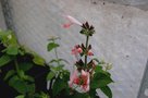 vignette Salvia Macrophylla Rose