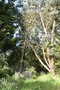 vignette Eucalyptus pauciflora ssp. niphophila Ile d'Aix17 1 20060518