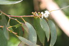 vignette Eucalyptus pauciflora ssp. niphophila Ile d'Aix17 1 20060518