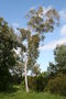 vignette Eucalyptus pauciflora ssp. niphophila Ile d'Aix17 2 20060518
