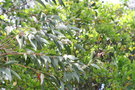 vignette Eucalyptus pauciflora ssp. niphophila Ile d'Aix17 3 20060518