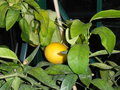 vignette pomelo(fruit) (n1)