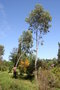 vignette Eucalyptus pauciflora ssp. pauciflora Ile d'Aix17 1 20060518
