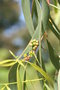 vignette Eucalyptus pauciflora ssp. pauciflora Ile d'Aix17 20060518