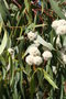 vignette Eucalyptus pauciflora ssp. pauciflora Ile d'Aix17 20060523