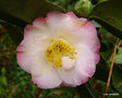 vignette Camélia ' Dr Tinsley ' camellia japonica