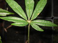 vignette Schefflera rhododendrifolia CHB&CM08SIK52