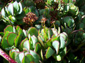 vignette Crassula  arborescens undulatifolia