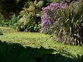 vignette Fougères, rhododendron ,Phormium tenax ,et Gunnera en bordure d'étang