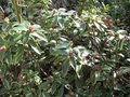 vignette daphne odora variegata au 15 01 2009
