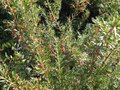 vignette grevillea rosmarinifolia au 15 01 2009