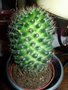 vignette Cactus