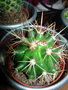 vignette Echinopsis multiplex