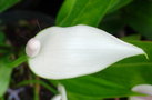 vignette Anthurium blanc