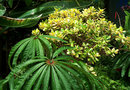 vignette Begonia luxurians et Crassula arborescens