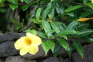 vignette Allamanda cathartica