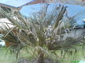 vignette palmiers gelee