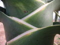 vignette Aloe bainesii = Aloe barberae