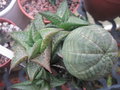 vignette Haworthia venosa ssp. tesselata et Euphorbia obesa