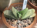 vignette Gasteria batesiana