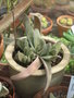 vignette Gasteria carinata schweickerdtiana