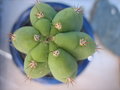 vignette Trichocereus pachanoi syn. Echinopsis pachanoi