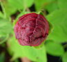 vignette Hibiscus moscheutos bouton