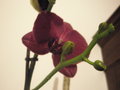 vignette phalaenopsis lie de vin