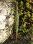 vignette protection Washingtonia gracilis