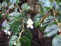 vignette Begonia foliosa