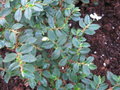 vignette Begonia fushifolia foliosa