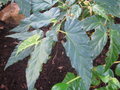 vignette Begonia incarnata