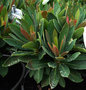 vignette Euphorbia Kea