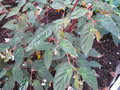 vignette Begonia dietrichiana