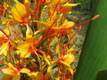 vignette Hedychium coccineum 'Tara'