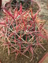 vignette Ferocactus gracilis var. coloratus