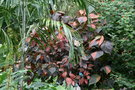 vignette Acalypha wilkesiana