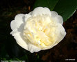 vignette Camélia ' Nobilissima  ' camellia japonica