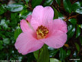 vignette Camélia ' BOW BELLS ' camellia  hybride, semi de C. saluenensis