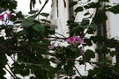 vignette Bauhinia variegata, arbre  orchides