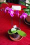 vignette Phalaenopsis Taisuco Pixie