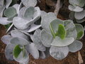 vignette Cotyledon orbiculata