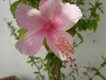 vignette Hibiscus fidji rose