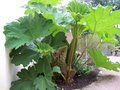 vignette Gunnera manicata