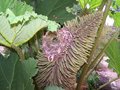 vignette Gunnera manicata et nid de troglodyte